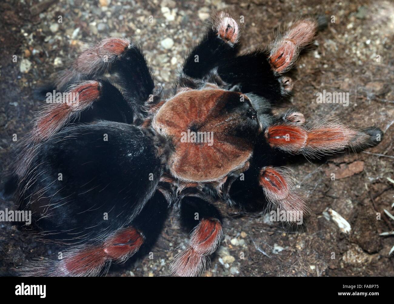 Mexikanische Fireleg oder Rustleg-Vogelspinne (Brachypelma Boehmei) in Mexiko, vor allem der pazifischen Küste von Guerrero Staat beheimatet. Stockfoto