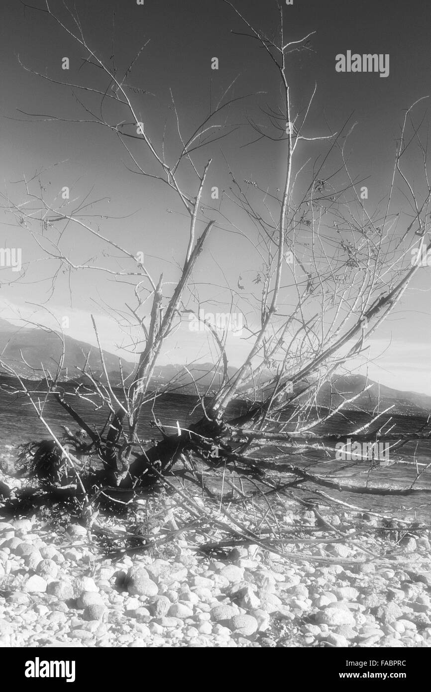 trockenen Ast auf einen steinigen Strand Gardasee in Norditalien Stockfoto