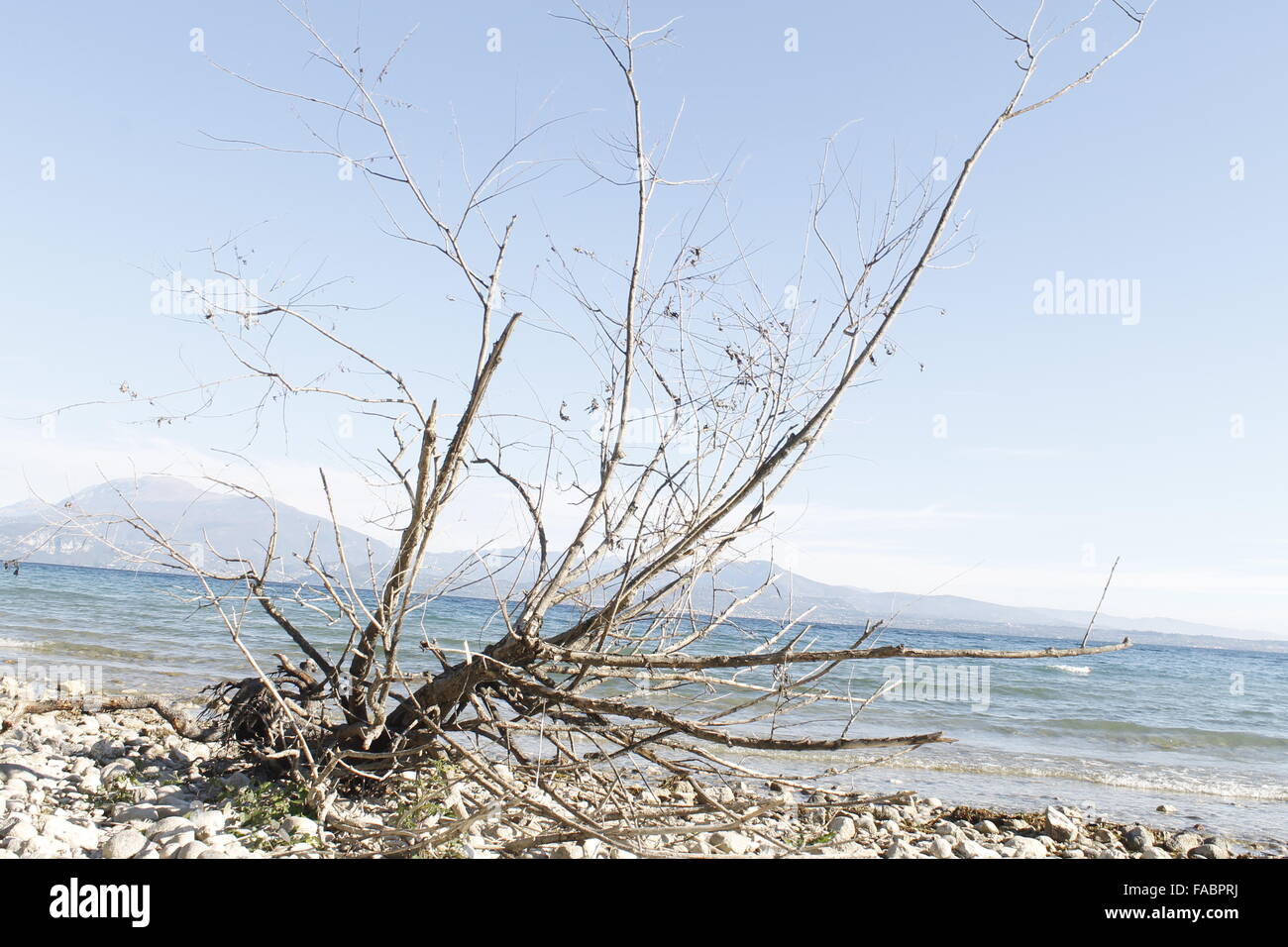 trockenen Ast auf einen steinigen Strand Gardasee in Norditalien Stockfoto