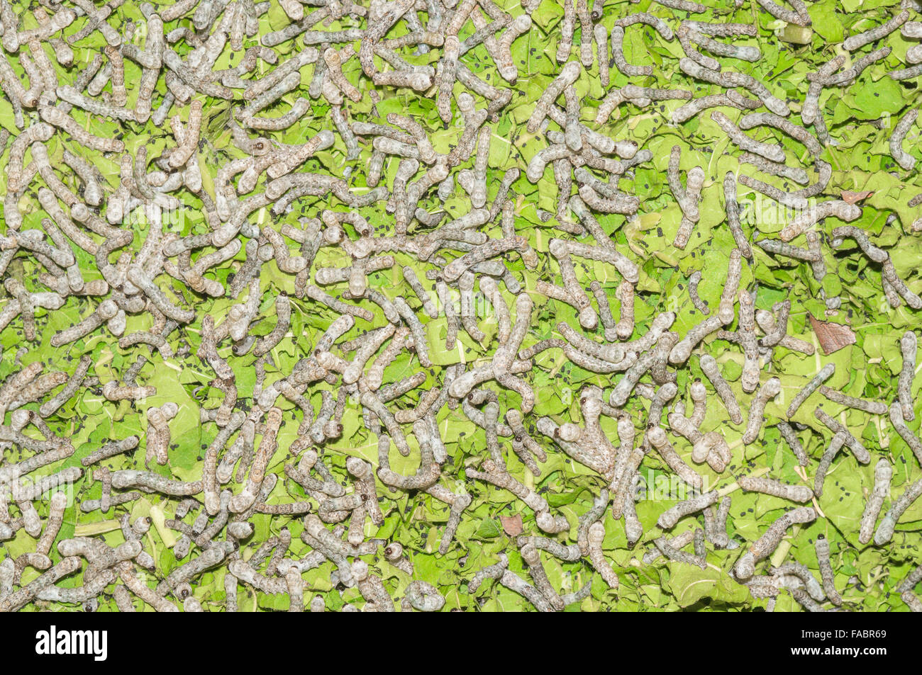 Nahaufnahme der Seidenraupe Essen Maulbeere grünes Blatt Stockfoto