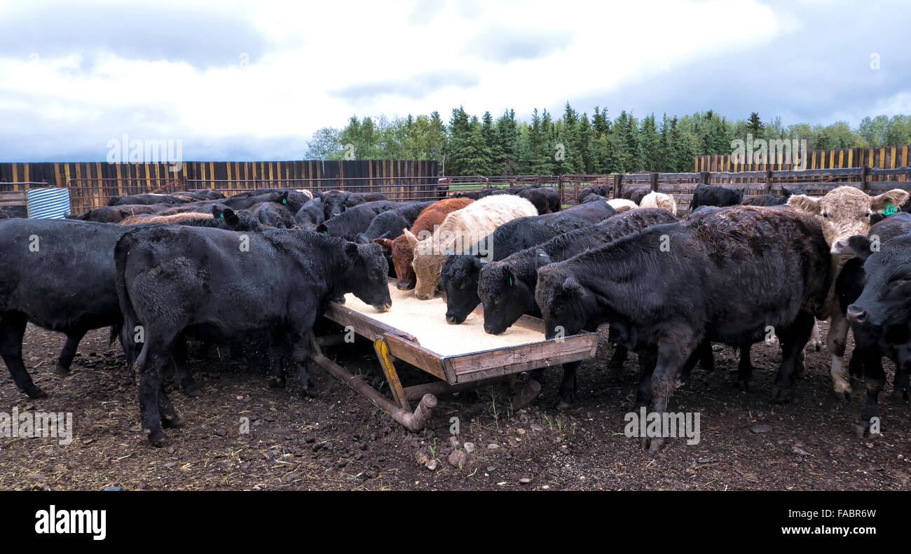 Galloway Black Angus X Yearlings, Rindfleisch Rinder Fütterung auf Boden Gerste & Diatomeous Erde. Stockfoto