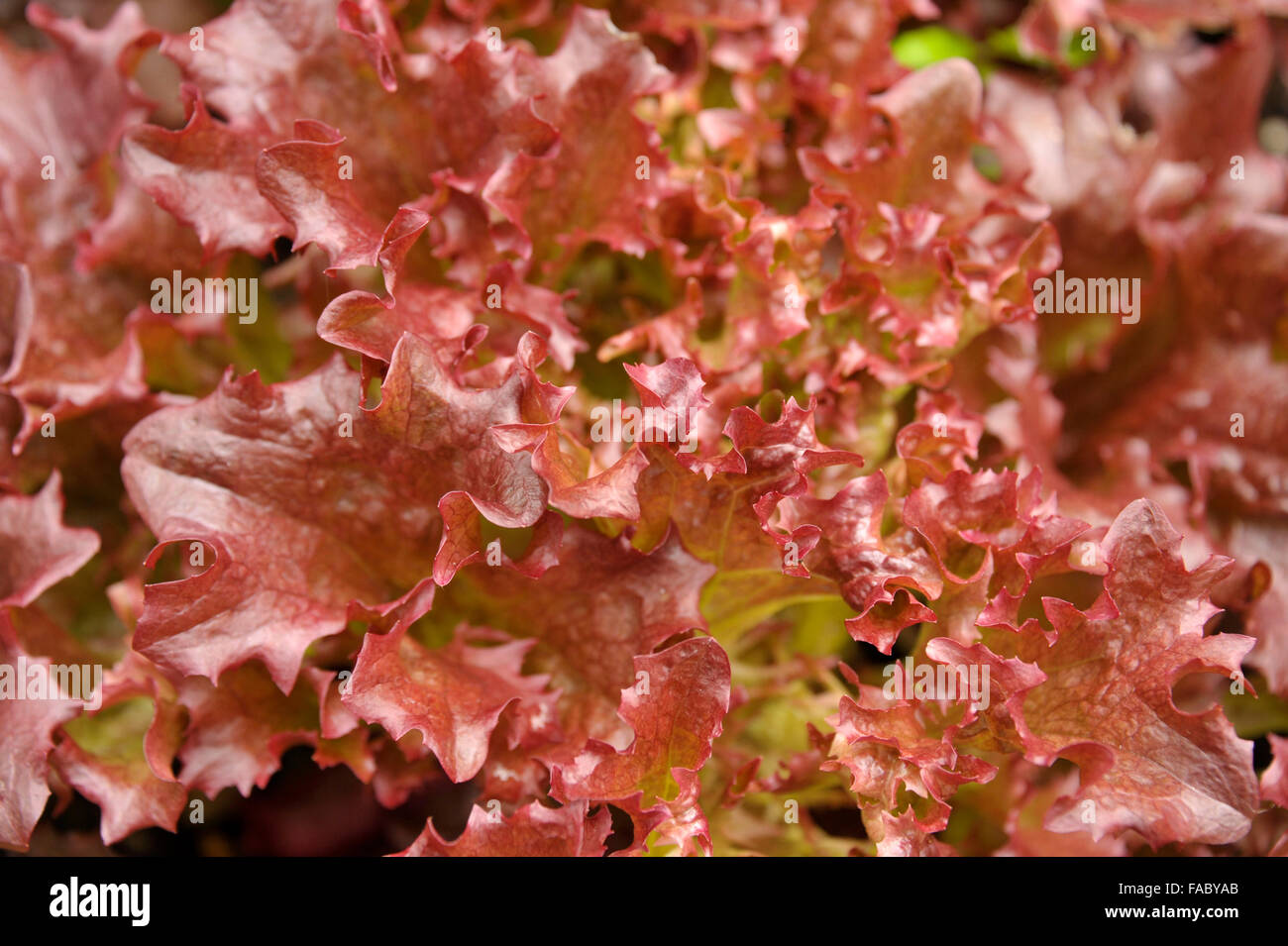 Rote Blatt Kopfsalat Vielzahl Lollo Rosso. Stockfoto