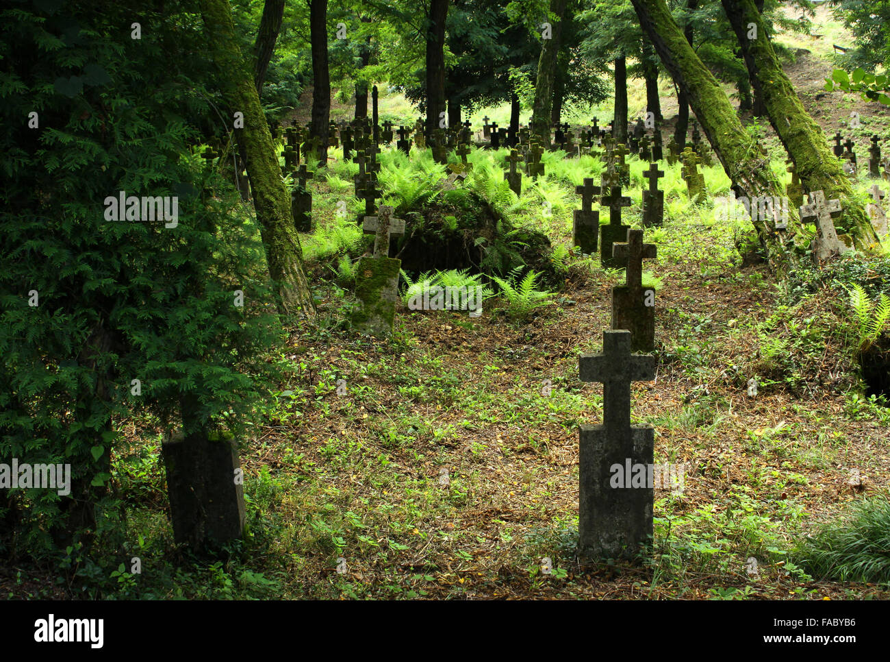 Details zu einem alten 19. Jahrhundert Friedhof mit vielen Bäumen in Chust, Transkarpatien, Ukraine Stockfoto