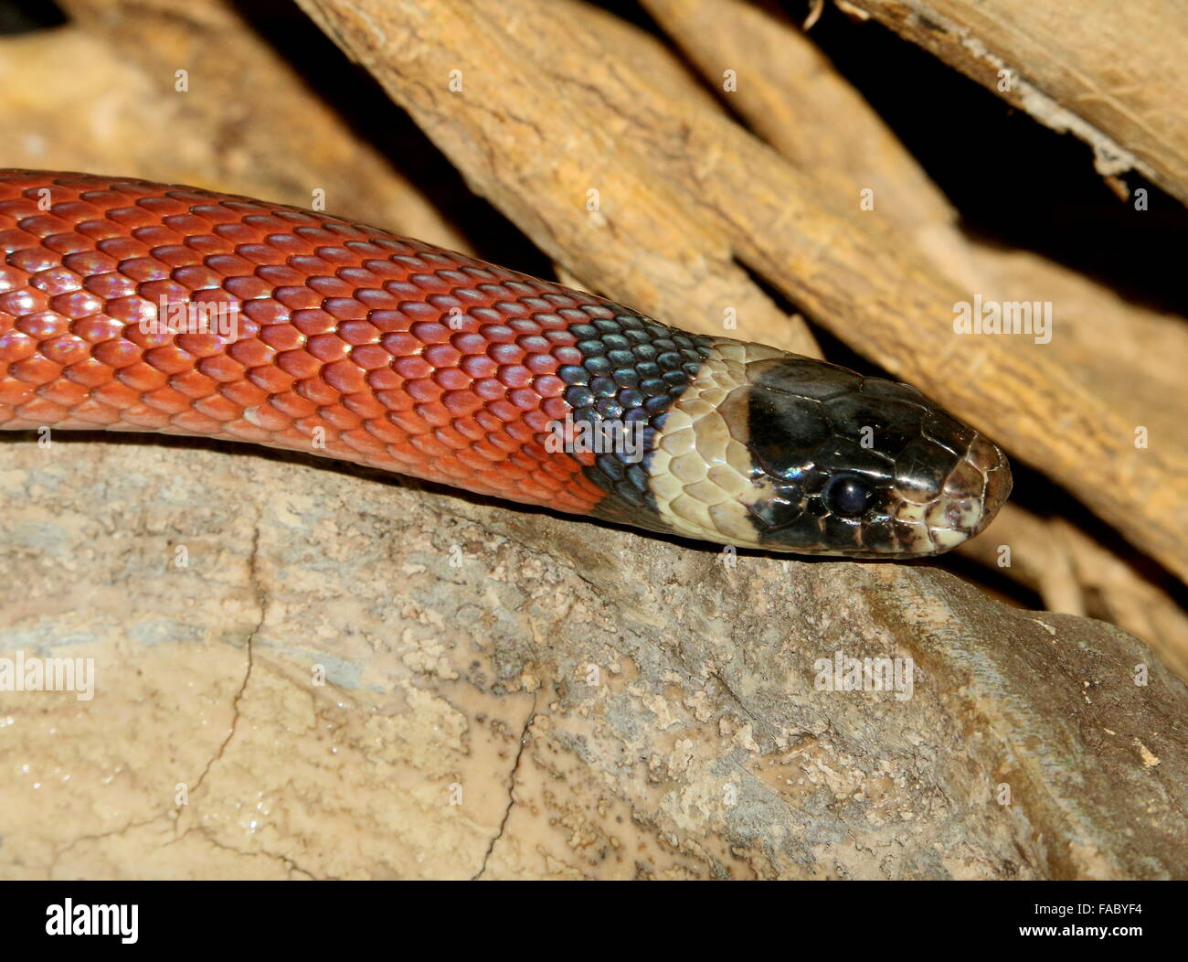 Norden mexikanischen Milch Schlange (Lampropeltis Triangulum), Nahaufnahme des Kopfes Stockfoto