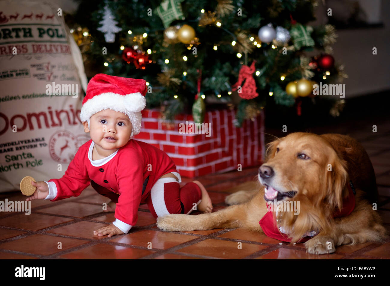 Niedliche Baby Kind in Elf Weihnachtskostüm kriechen neben Golden Retriever Familienhund am Weihnachtsbaum Stockfoto