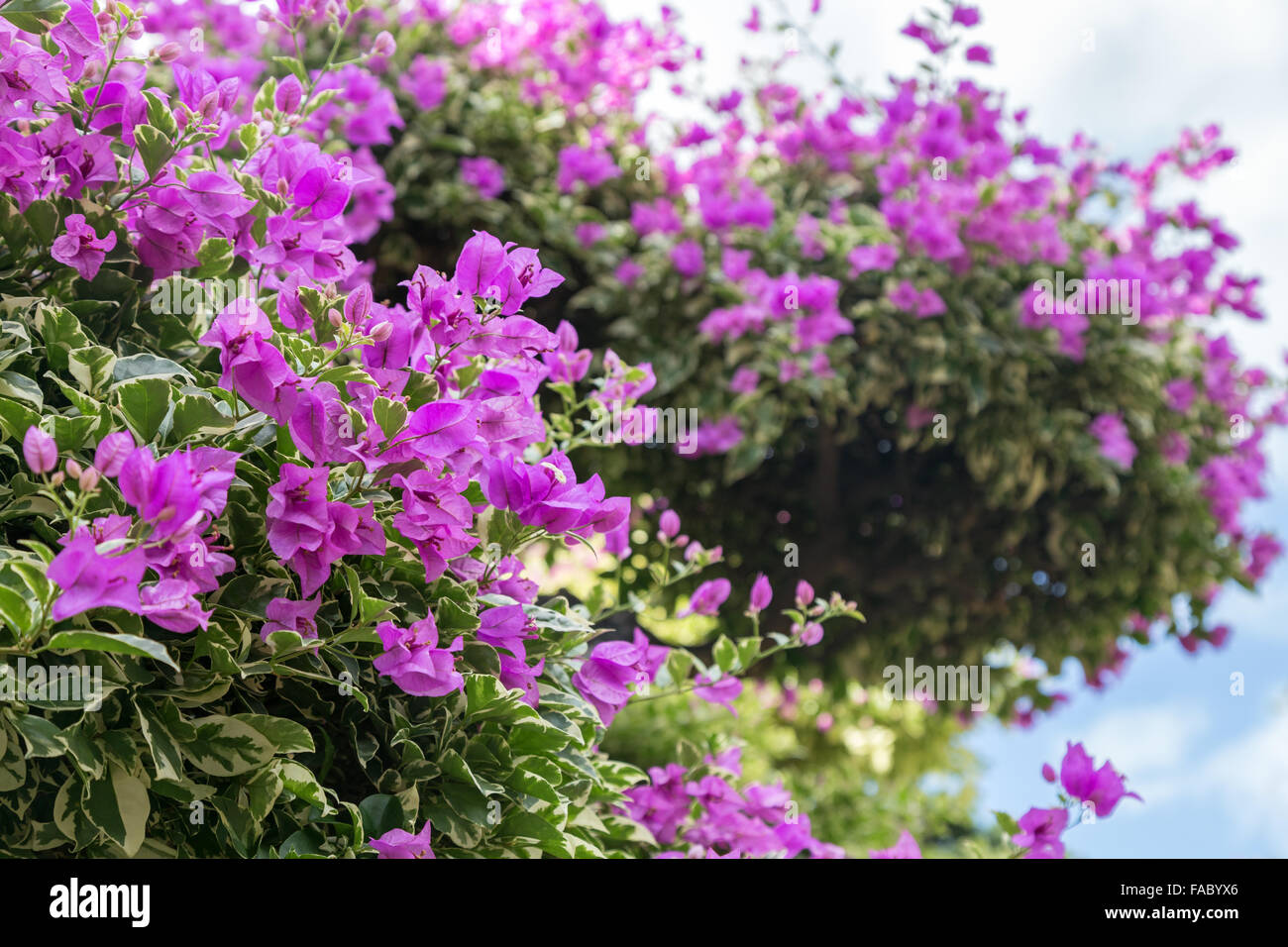 Strauch oder Baum des blühenden lila Brasilien Bougainvillea (oder
