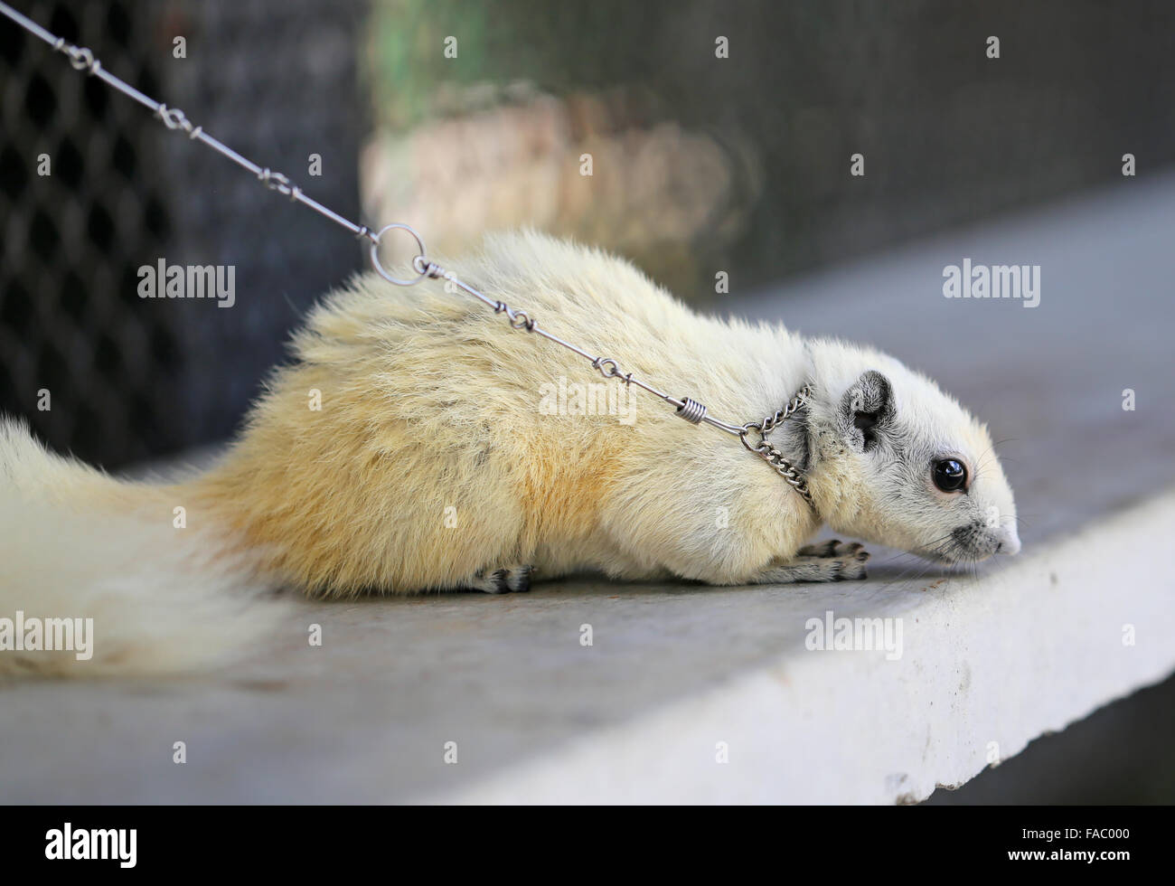 Porträt einer schönen weißen Eichhörnchen fotografiert hautnah Stockfoto