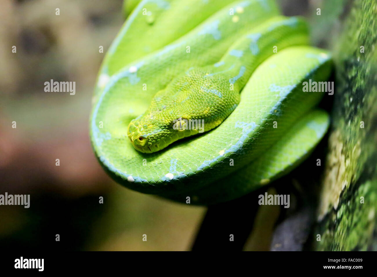 Schöne grüne Schlange auf dem Baum fotografiert hautnah Stockfoto