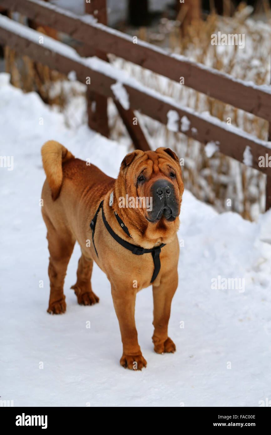 Schöne rote Hund steht auf Schnee fotografiert schließen sich Stockfoto