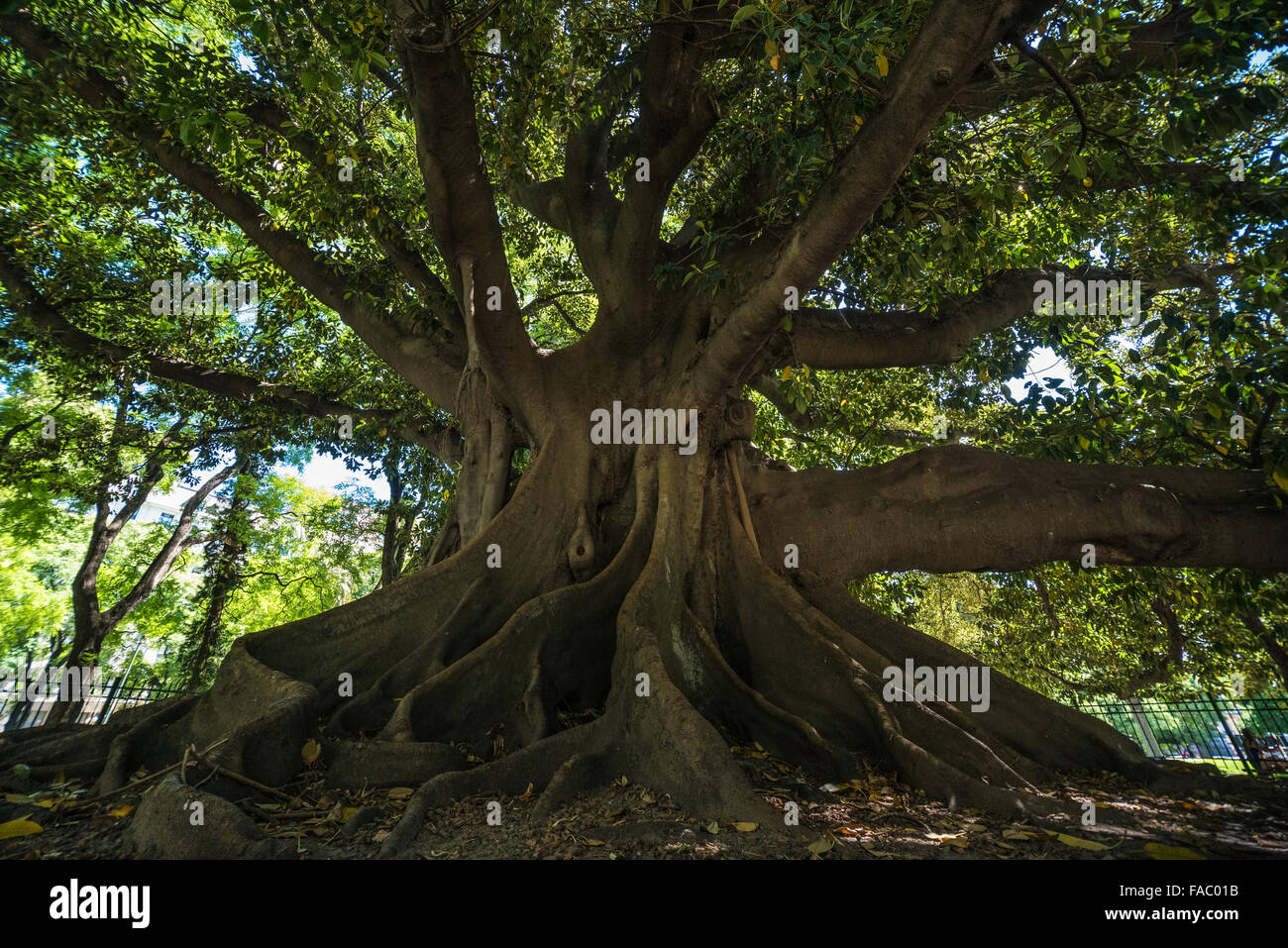 Riesigen Gummibaum in Buenos Aires Stockfoto