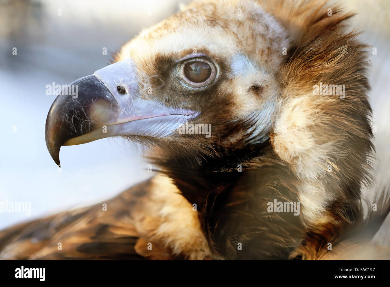 Schönes Porträt eines Adlers fotografiert hautnah Stockfoto