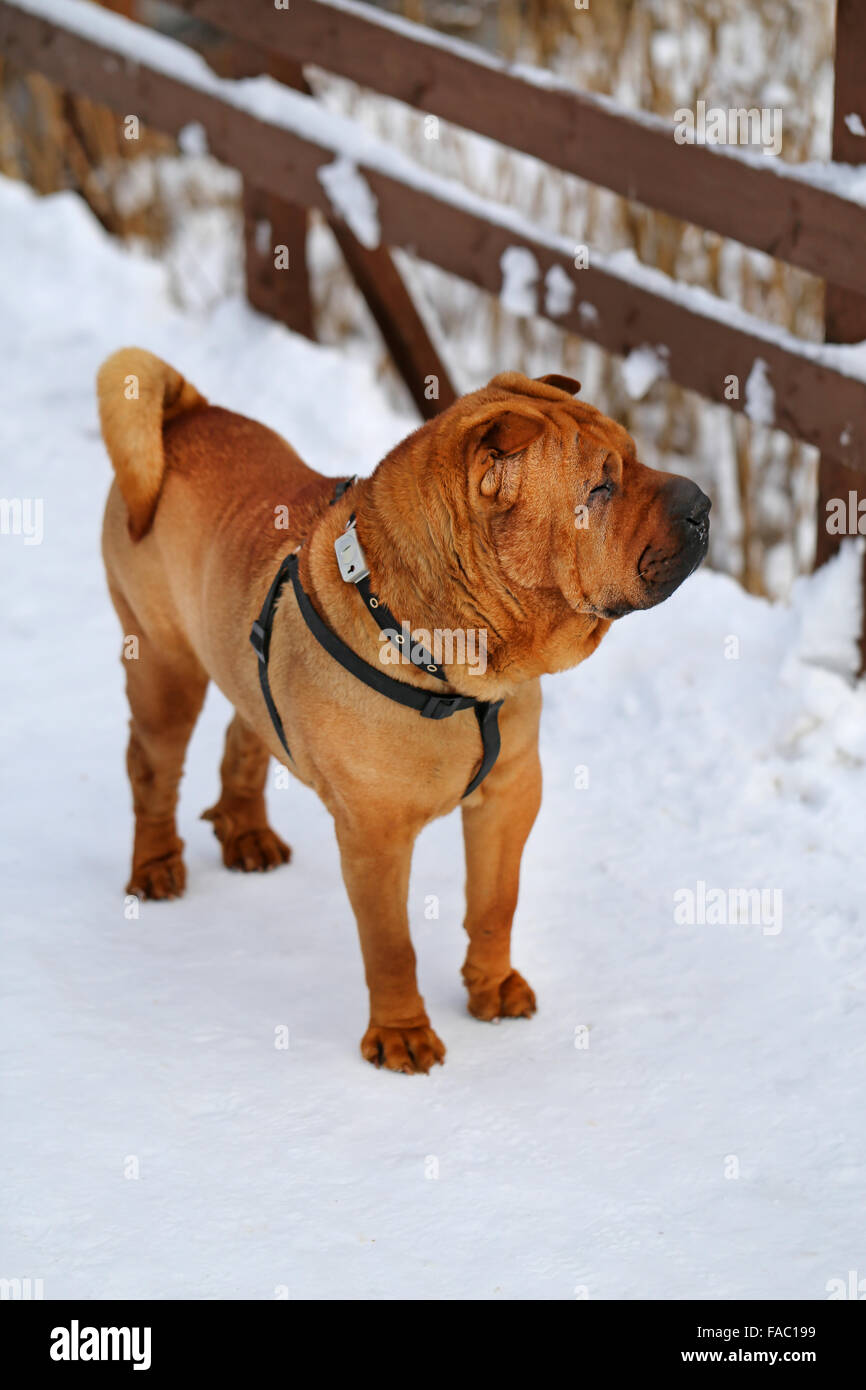 Schöne rote Hund steht auf Schnee fotografiert schließen sich Stockfoto