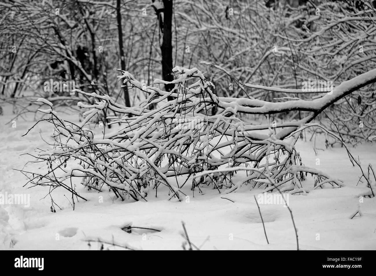 Schöne schwarz / weiß Fotografie Bäume im Schnee Stockfoto