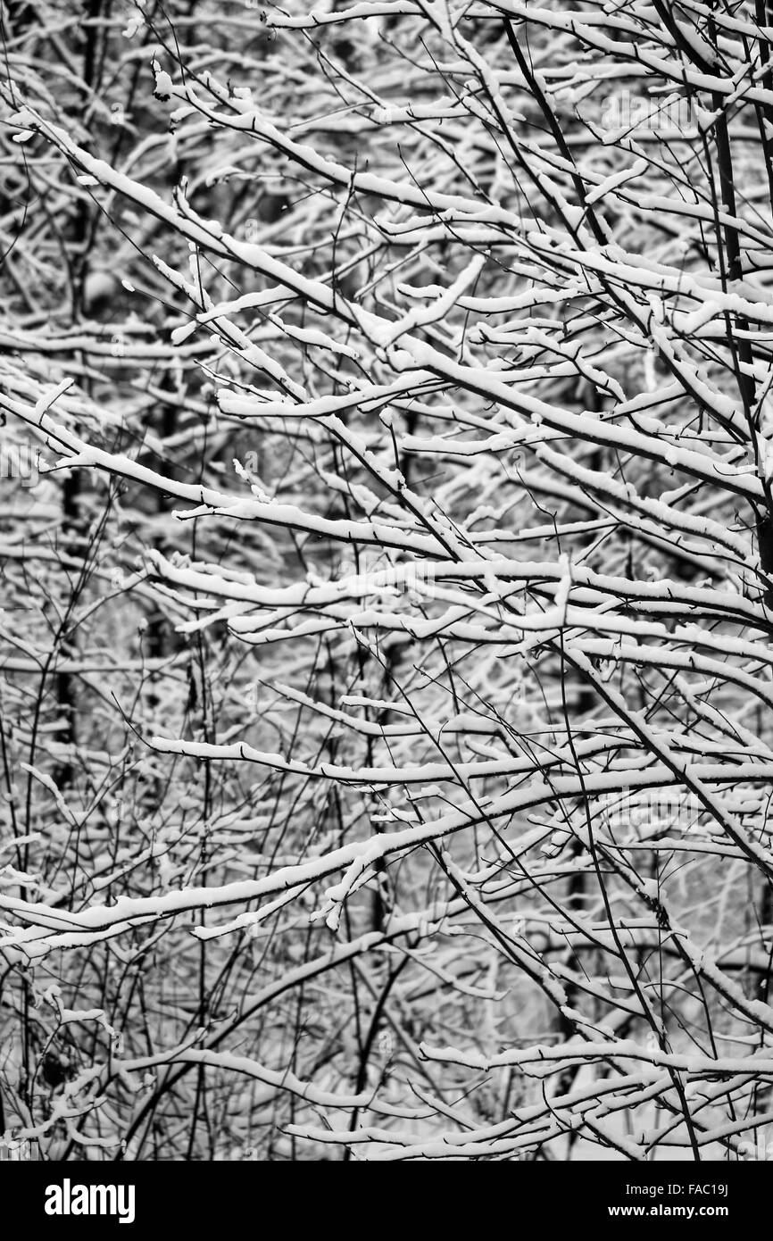 Schöne schwarz / weiß Fotografie Bäume im Schnee Stockfoto