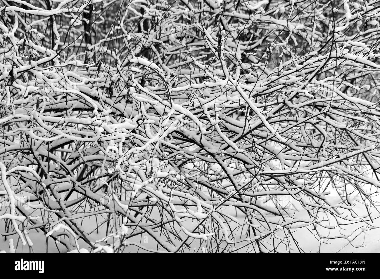 Schöne schwarz / weiß Fotografie Bäume im Schnee Stockfoto