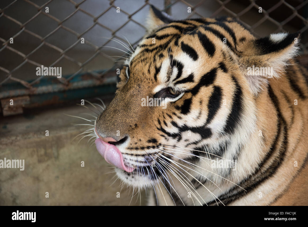 Chiang Mai Tiger Kingdom Stockfoto