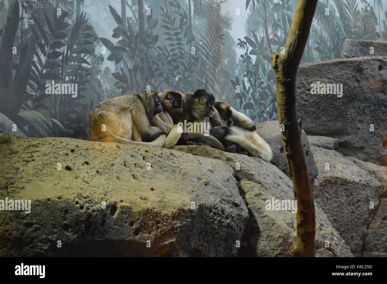 Klammeraffen Stockfoto