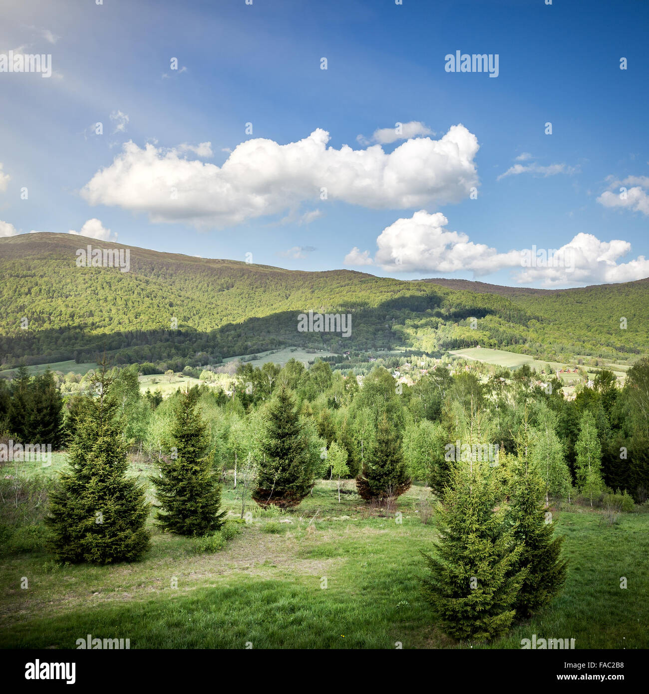 Landschaft von Bergen mit Wald und Wiese im Vordergrund Stockfoto