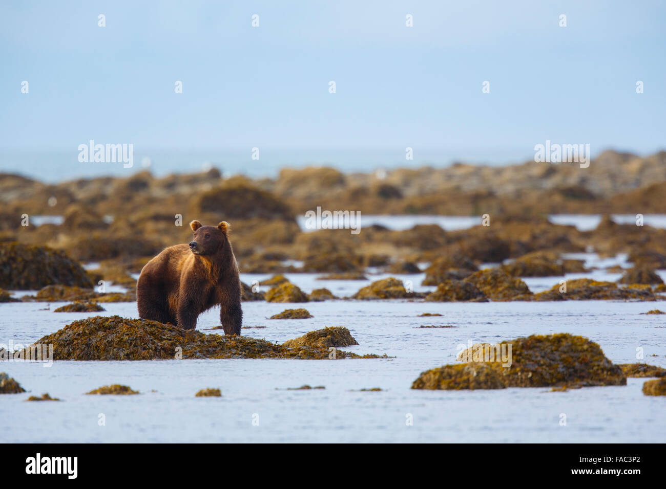 Braun / Grizzly Bear, Shelter Creek Lake-Clark-Nationalpark, Alaska. Stockfoto