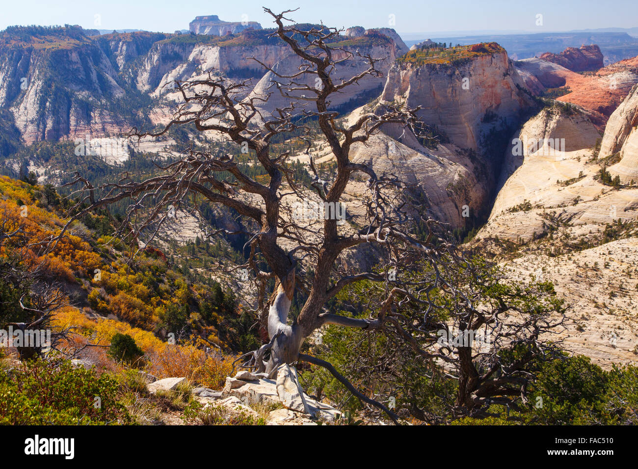 Von der West Rim Trail, Zion Nationalpark, Utah. Stockfoto