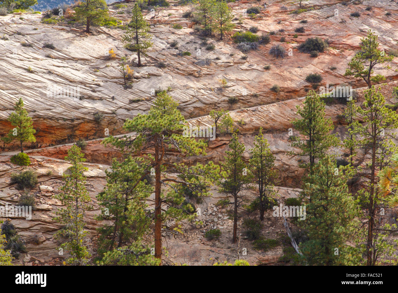 Von der West Rim Trail, Zion Nationalpark, Utah. Stockfoto