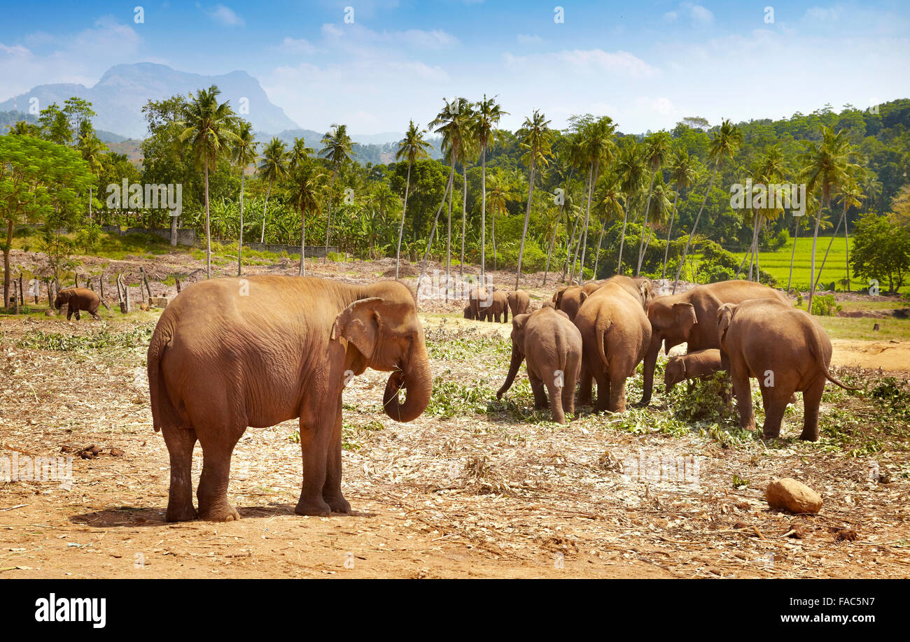 Sri Lanka - Pinnawela Elefantenwaisenhaus für wilde asiatische Elefanten (Sabaragamuwa Provinz von Sri Lanka) Stockfoto