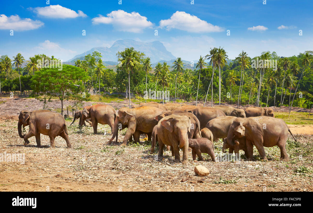 Landschaft von Sri Lanka - Gruppe von Elefanten in Pinnawela Elefantenwaisenhaus (Sabaragamuwa Provinz von Sri Lanka), Asien Stockfoto