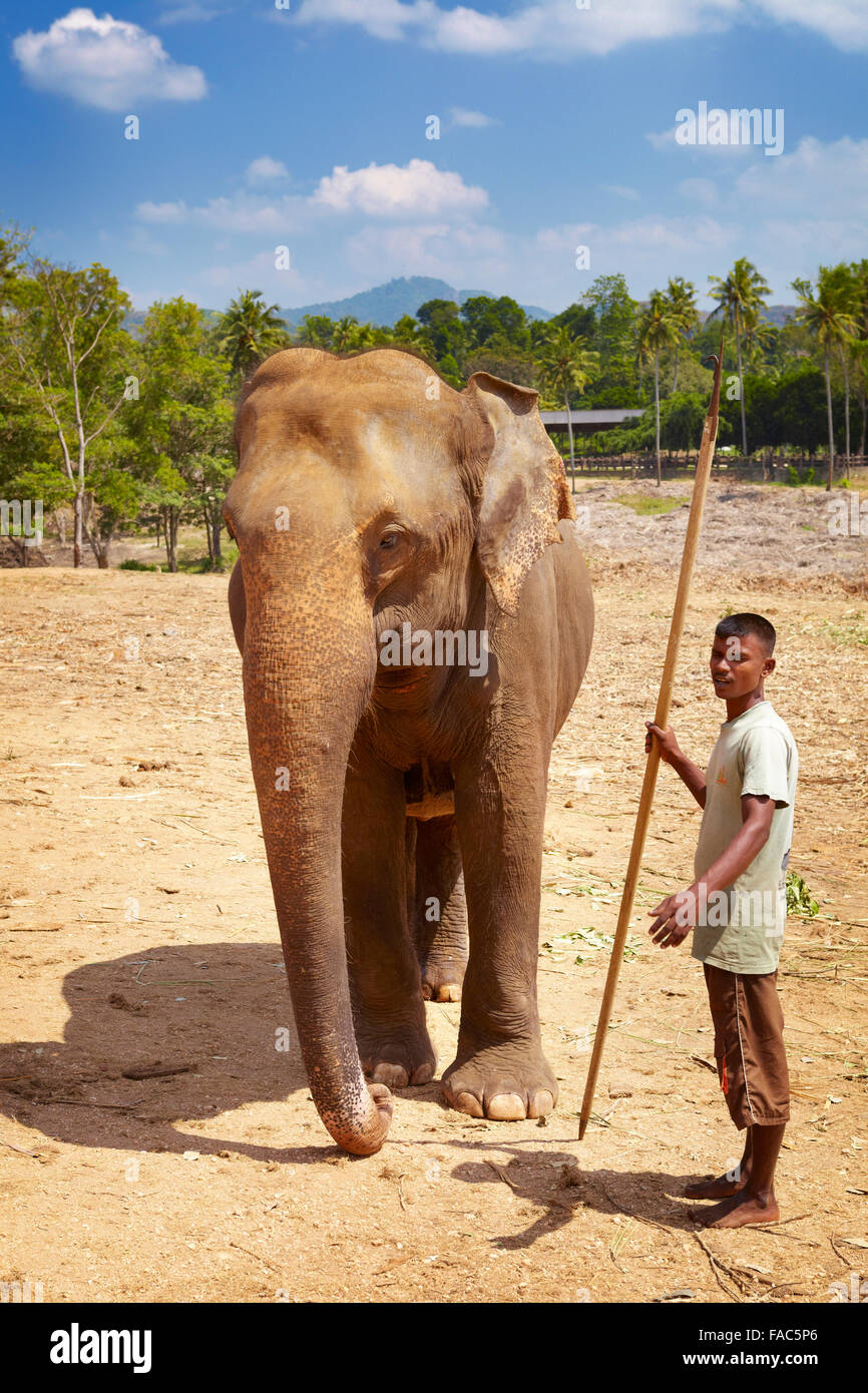 Sri Lanka - Betreuer mit seinen Elefanten, Elefanten-Waisenhaus Pinnawela (Sabaragamuwa Provinz von Sri Lanka) Stockfoto