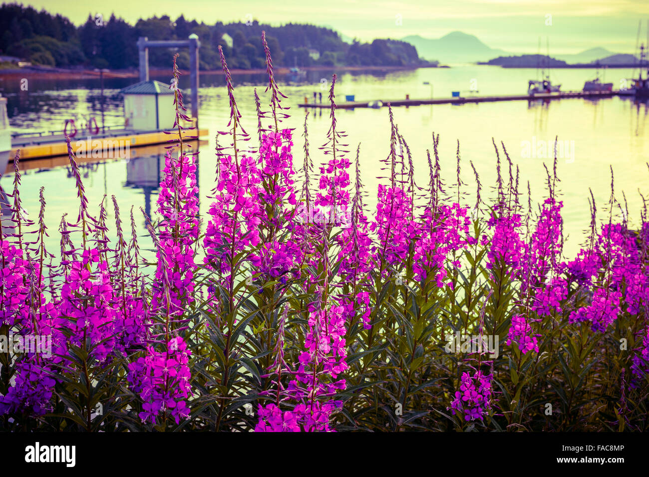 Weidenröschen wachsende Hafen-Seite an einem schönen Sommertag ist Abend in Sitka, Alaska, USA.  Fotografie von Jeffrey Wickett, Northlight Pho Stockfoto