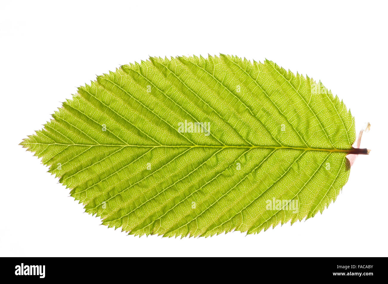 Schöne grüne Feder Blatt, vor einem weißen Hintergrund Stockfoto