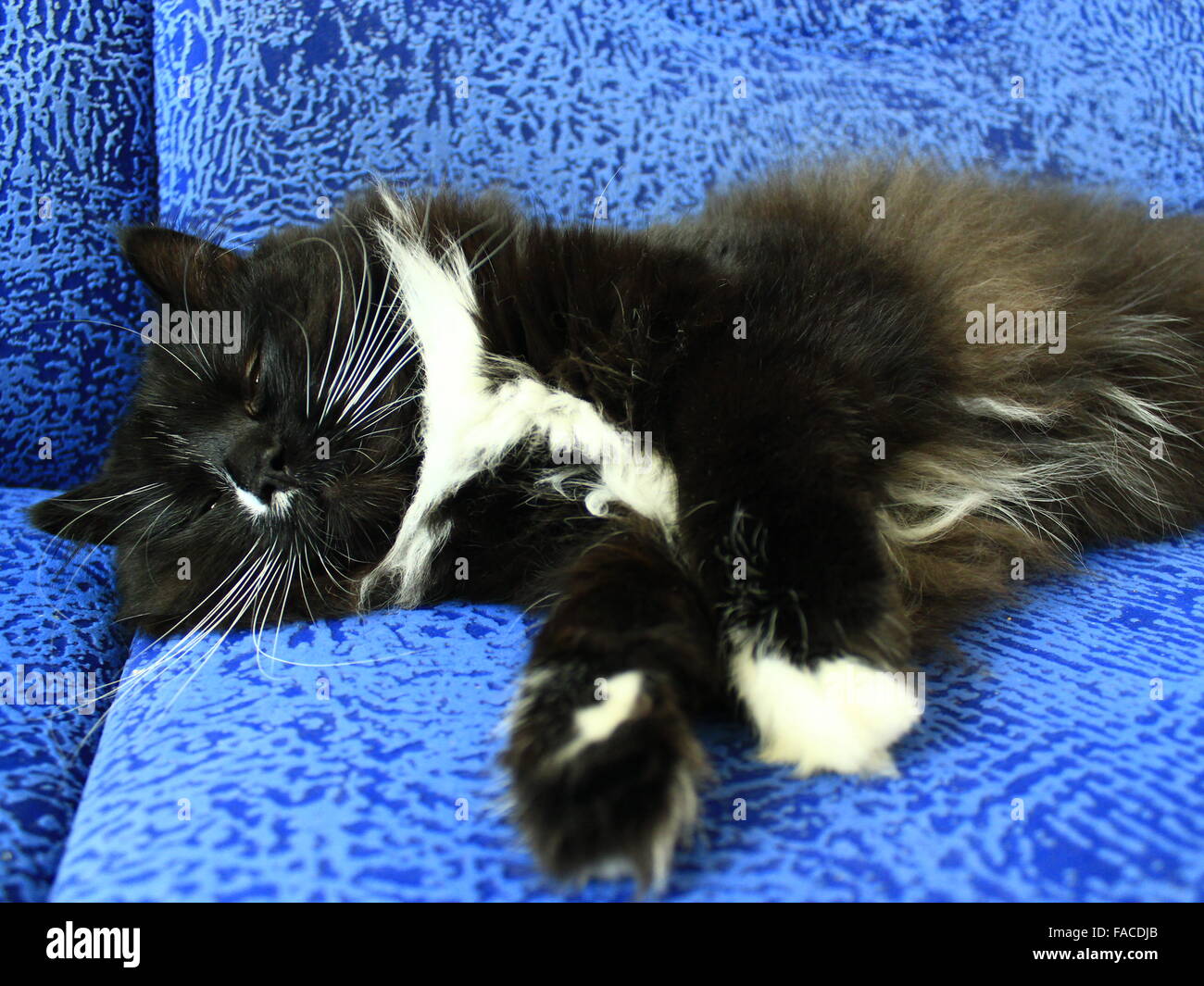 schwarzen müde Katze schläft auf dem blauen sofa Stockfoto