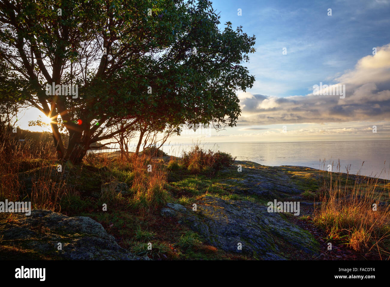 Pazifische Madrone Baum und Trail durch Prärie, Westside bewahren, San Juan Island, Washington, USA Stockfoto