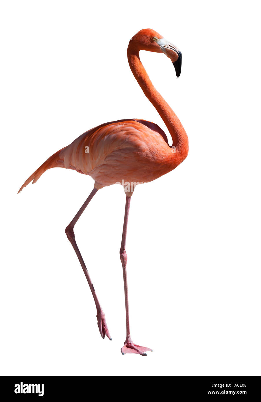 Rosa Flamingo. Isoliert auf weiß Stockfoto