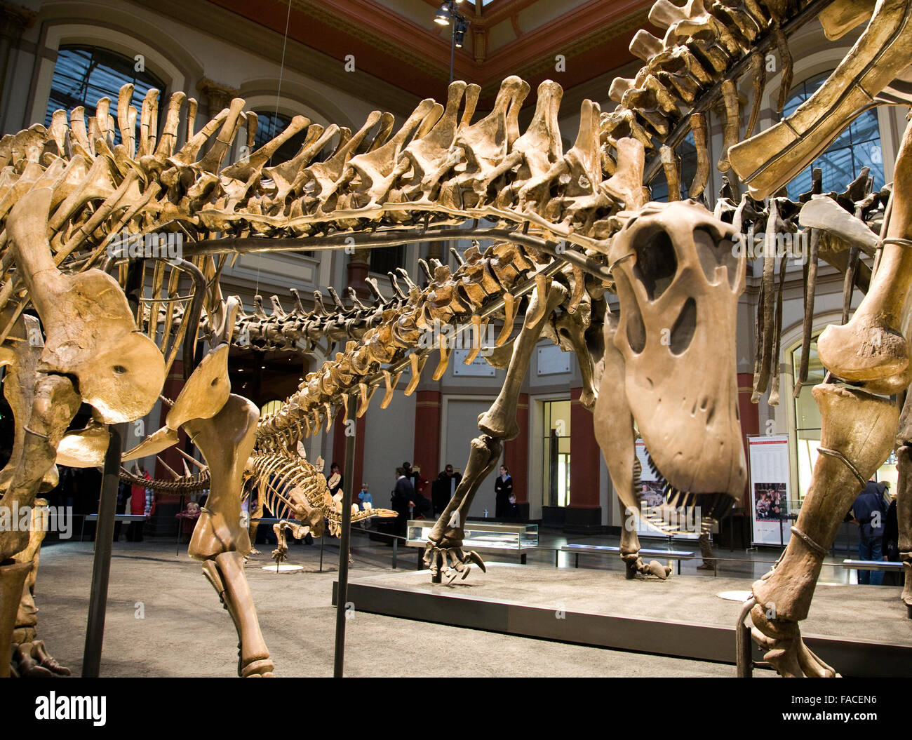 Paläontologischen Museum in Berlin. Alten Skelette von Dinosauriern Stockfoto