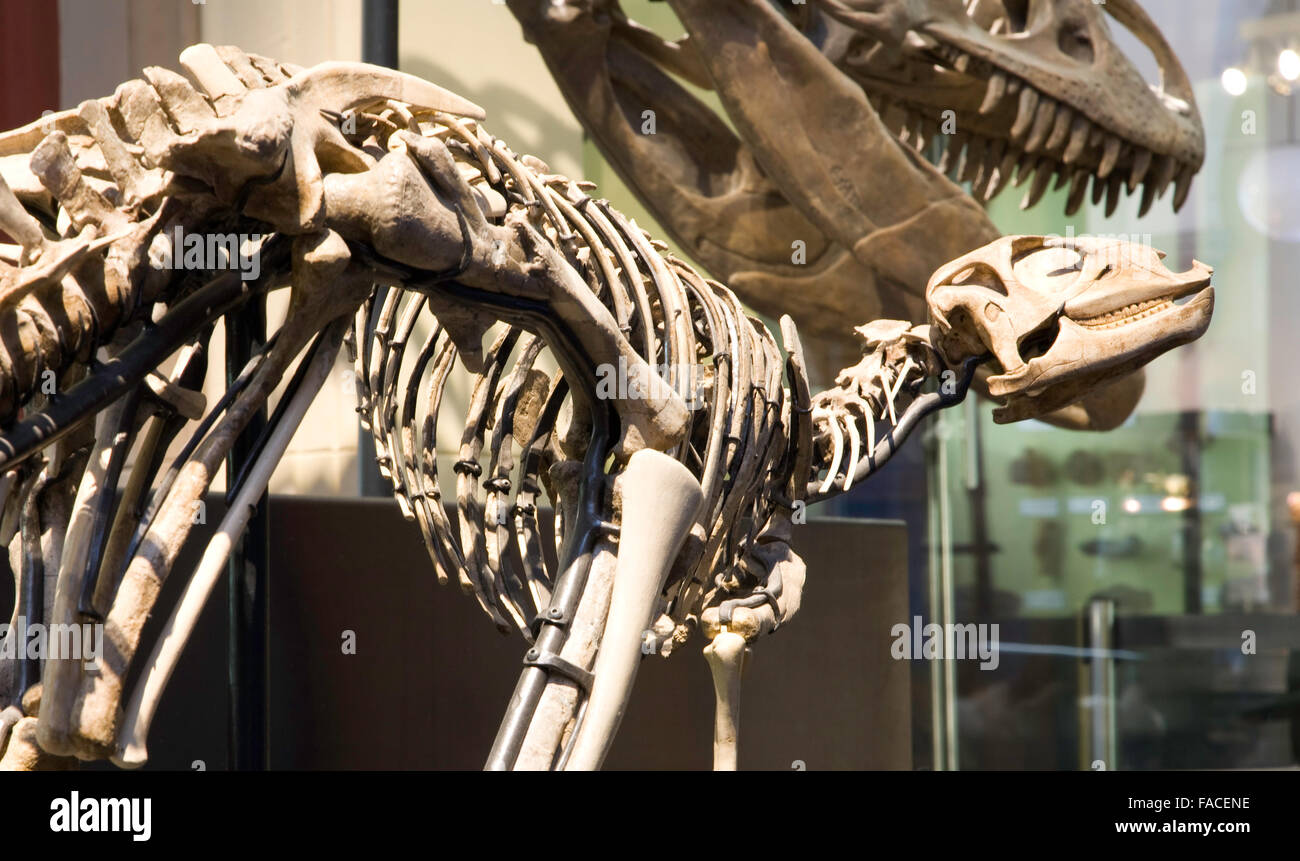 Paläontologischen Museum in Berlin. Alten Skelette von Dinosauriern Stockfoto