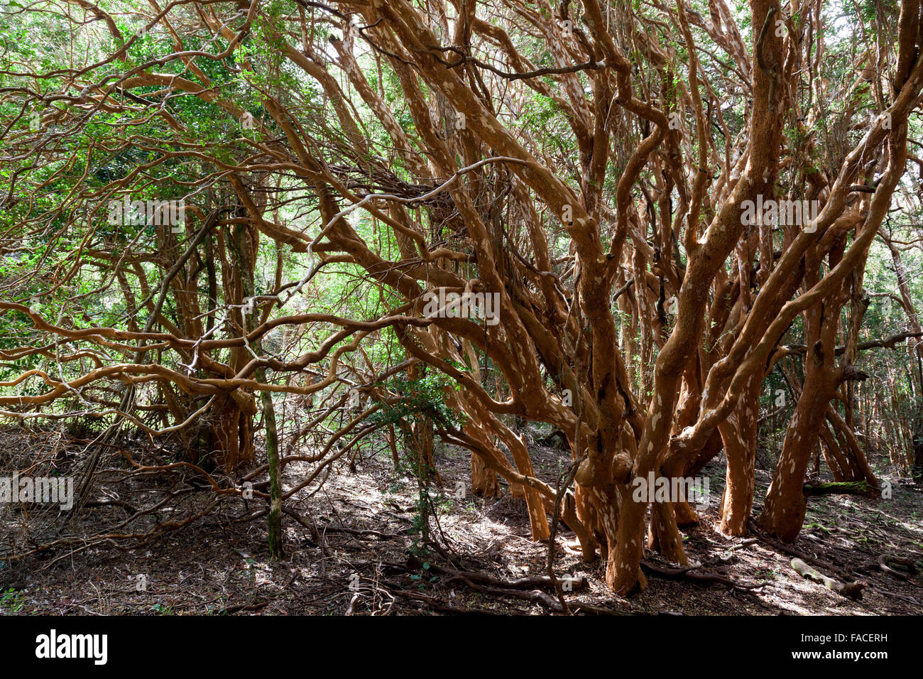 Arrayán-Bäume im Luma Apiculata Wald, Halbinsel Quetrihué, Los Mapuches Nationalpark, in der Nähe von Bariloche, Argentinien Stockfoto