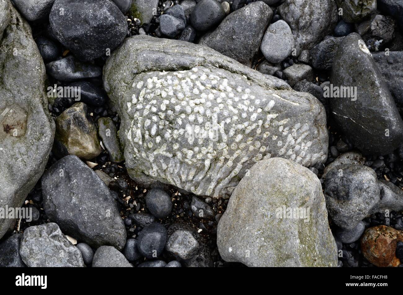 Kalkstein mit fossilen Korallen Karbon Doorus Punkt Kinvarra County Galway, Irland Stockfoto
