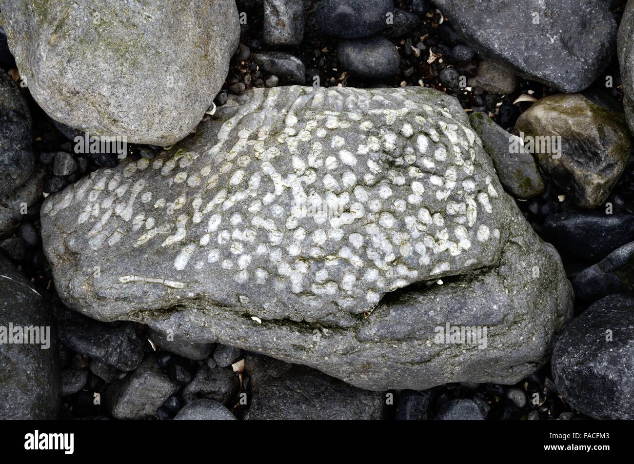 Kalkstein mit fossilen Korallen Karbon Doorus Punkt Kinvarra County Galway, Irland Stockfoto