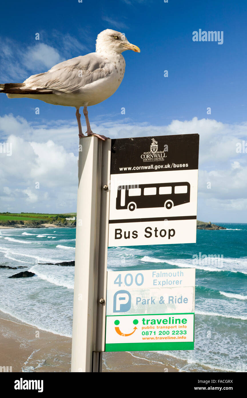 Harlyn Bay Cornwall UK mit einer Silbermöwe auf einem Bus Stoppschild. Stockfoto