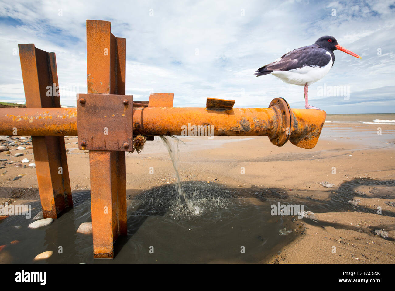 Rohabwasser Entleerung direkt auf den Strand von einem Abwasserrohr aus einem Caravan Park in Kilnsea, Spurn Point, Yorkshire, Großbritannien Stockfoto