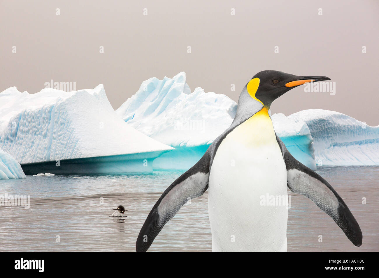 Königspinguin und Eisberg in der Antarktis. Stockfoto