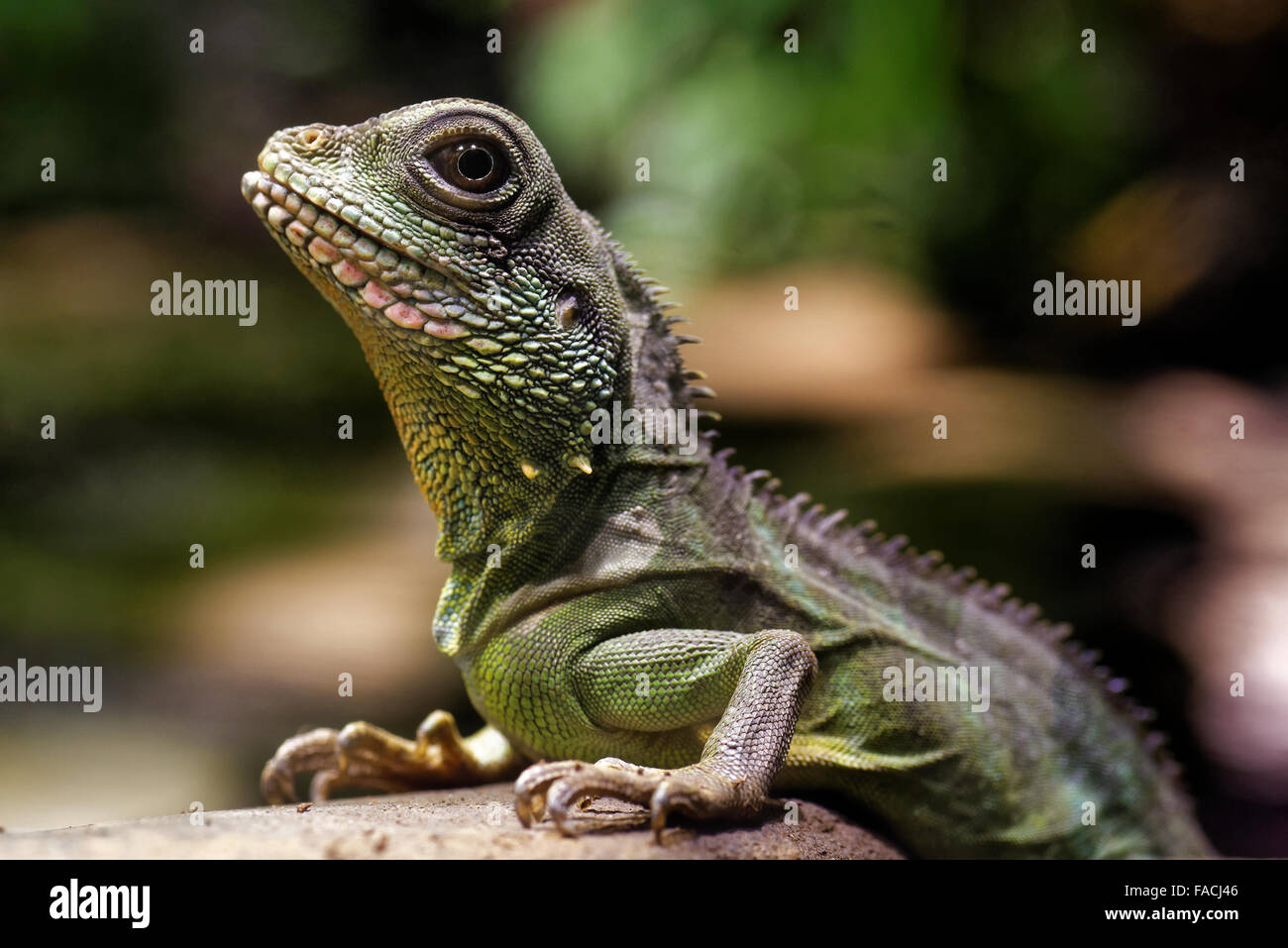 Chinesische Wasserdrache (Physignathus Cocincinus) ist eine Art der Agamen Eidechse stammt aus China und Indochina. Stockfoto