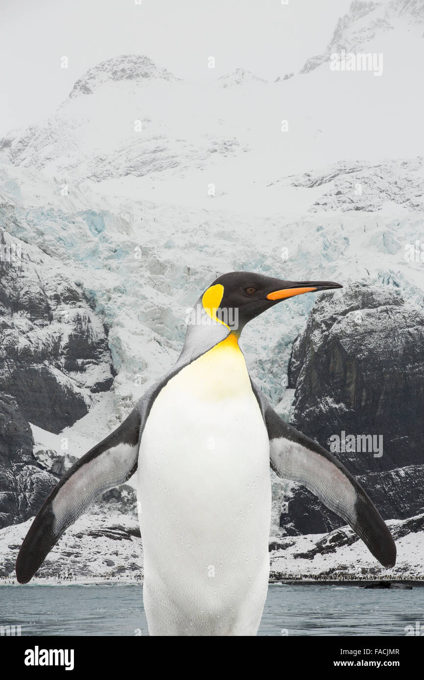 Königspinguine am Strand Gold Harbour auf Südgeorgien, Südpolarmeer, ein rasch sich zurückziehenden Gletscher vor. In den letzten s Stockfoto