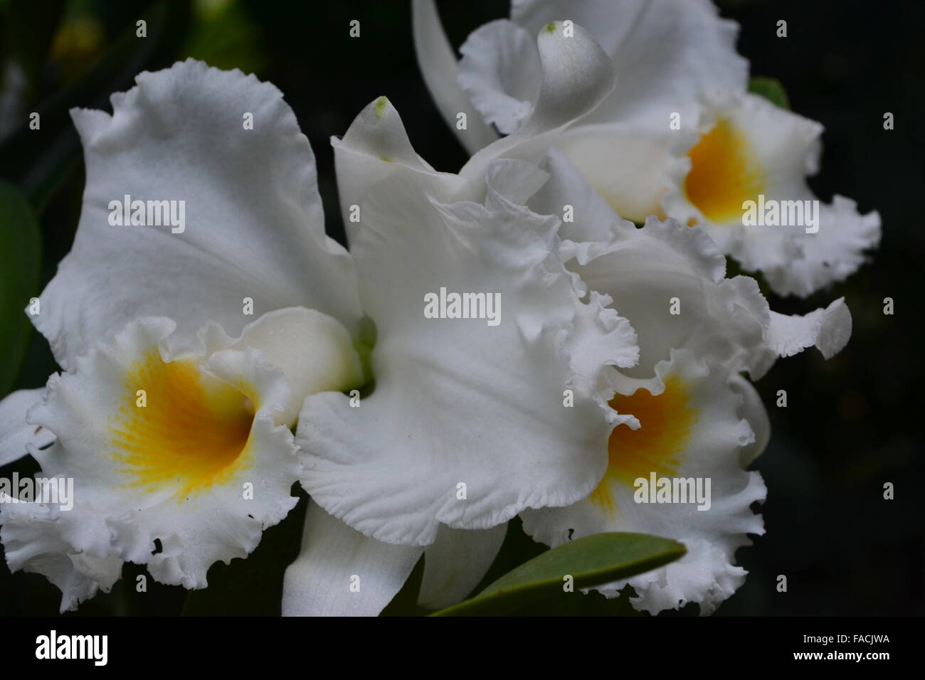 Weiße und gelbe große Orchideenblüten Stockfoto