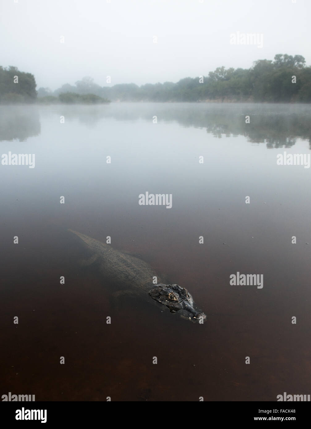 Pantanal Caiman an einem ruhigen, kühlen nebligen Morgen Stockfoto