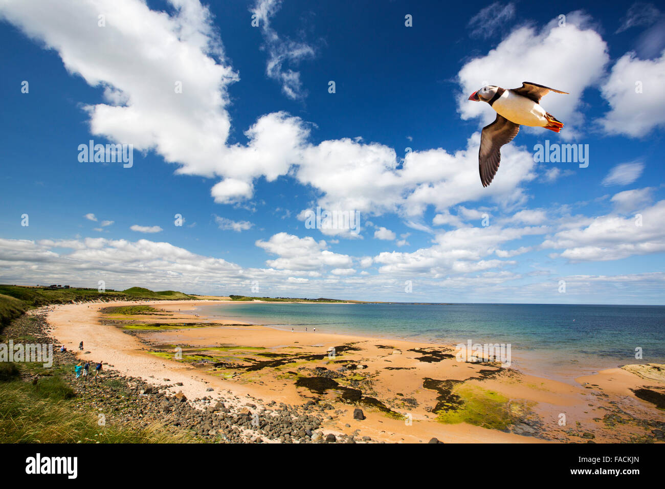 Dunstanburgh Strand in Northumberland, England, Blick in Richtung Low Newton mit einem Papageientaucher überfliegen. Stockfoto