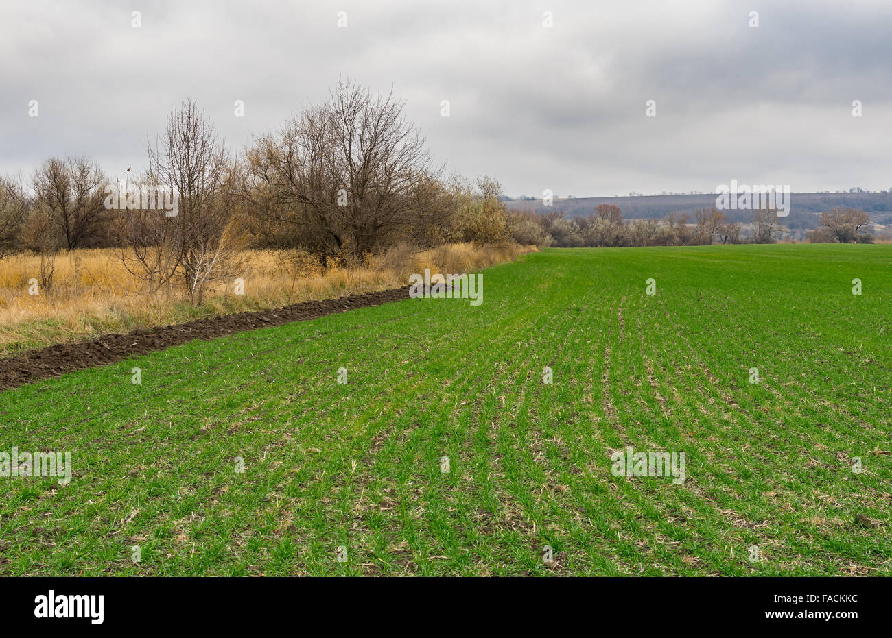 Herbstliche Landschaft mit Winter ernten Feld in die Zentralukraine. Es ist gering bewölkt und düsteren Wetter. Stockfoto