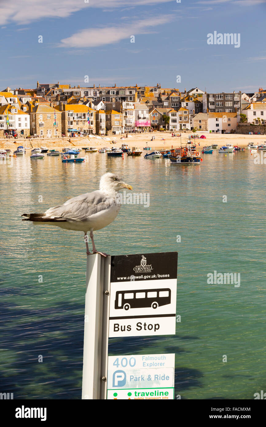 St Ives Hafen bei Flut, Cornwall, UK mit einer Silbermöwe auf einem Bus Stoppschild. Stockfoto