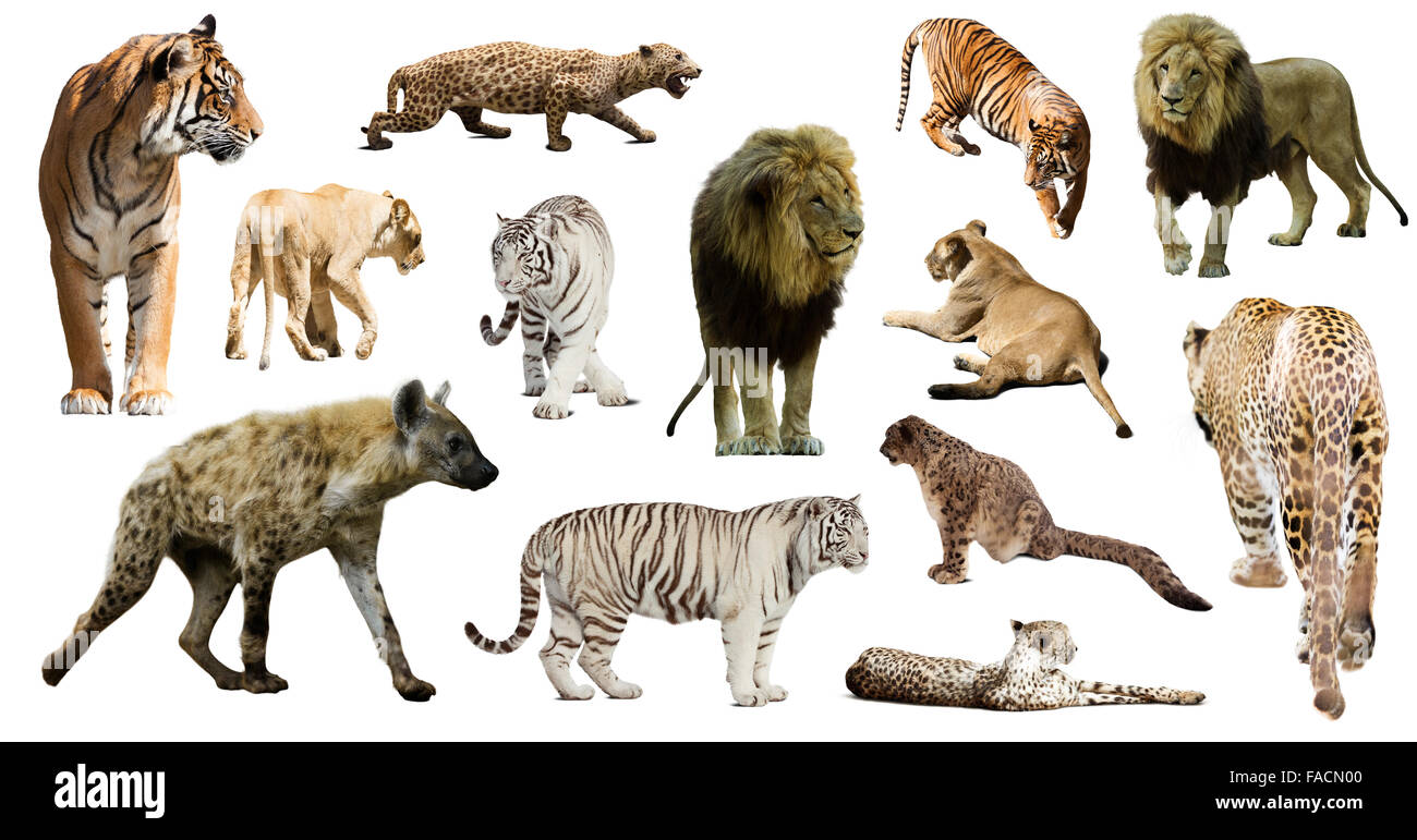 Satz von Hyänen, Leoparden und andere Feliformia auf weißem Hintergrund Stockfoto