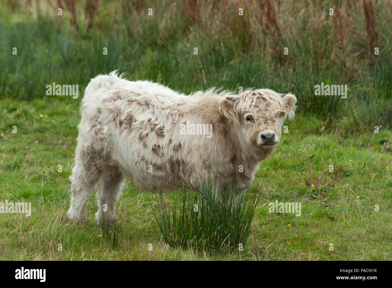 Highland Kuh Kalb Stockfoto